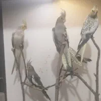 ۵تا عروس هلندی بفروش می رسد