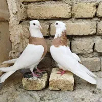 کبوتر طوق زرد