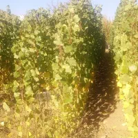 فروش نهال صنوبر نیگرا|خدمات باغبانی و درختکاری|بانه, |دیوار