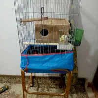 عروس هلندی|پرنده|محمدیه-قزوین, |دیوار