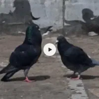 جفت چاپی مسافتی