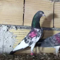 تیدی پرشی درجه یک