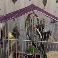 ۵ عدد عروس هلندی|پرنده|تنکابن, |دیوار