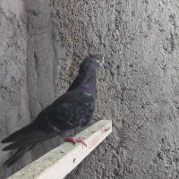سه جفت کبوتر|پرنده|تبریز, |دیوار