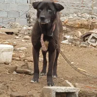 واگذاری سگ سرابی اصیل نژاددار