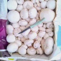 قارچ سوپر و درجه یک و دو