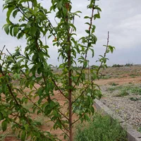 باغچه ۲۷۰متری/سهیلیه/زعفرانیه/دولت آباد|فروش زمین و ملک کلنگی|کرج, کوی امامیه|دیوار
