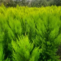 کاج لاوسون طلایی و یاس هلندی و شمشاد طلایی گلدونی|خدمات باغبانی و درختکاری|قائمشهر, |دیوار