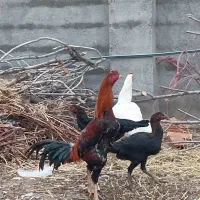 خروس لاری  و مرغ