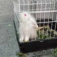 خرگوش لپ سالم همراه با قفس