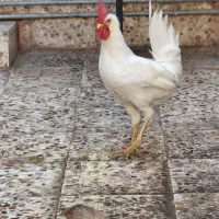 خروس سفید زیبا