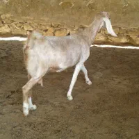 بز پاکستانی