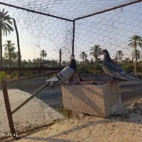 2کبوتر نر