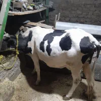 گاو خشک