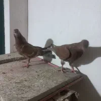 یک جفت مفلق و یک جفت نر و ماده|پرنده|نجفآباد, شیخ آباد|دیوار