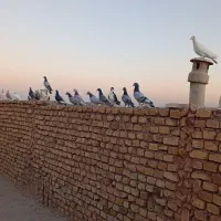 کبوتر دسته یک. جوان پلاکی.