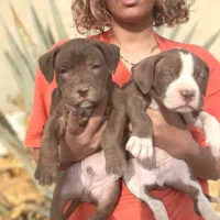 سگ پیتبول تریر|سگ|تهران, قنات‌کوثر|دیوار