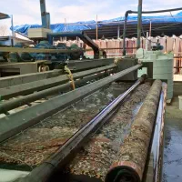 کارگر ساده کار در قالیشویی