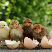 جوجه محلی یه روزه نیازمندم