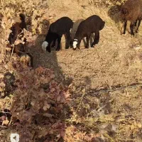 دو عدد بره نرشیر مست ۲عدد بره ماده پای قوچ|حیوانات مزرعه|تاکستان, |دیوار