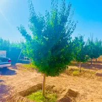 باغ1200متر درختان جنگی آب برق سند شاهنامه گوارشک|فروش زمین و ملک کلنگی|مشهد, توس فردوسی|دیوار
