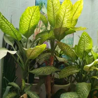 فروش گل دیفن باخیا