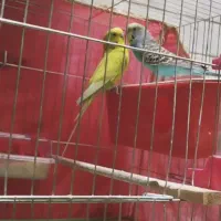 جفت مرغ عشق با جوجه