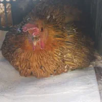 مرغ کرچ لری قلم سبز