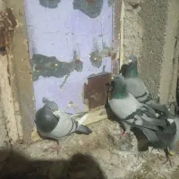 کبوتر پلاکی|حیوانات|فیروزآباد (فارس), |دیوار