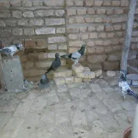 کبوتر