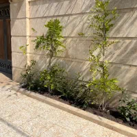 خدمات فضای سبز و باغبانی|خدمات باغبانی و درختکاری|ساری, |دیوار