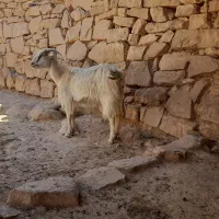 دوتا بز بایه تیشتر معاوضه میکنم با موتور
