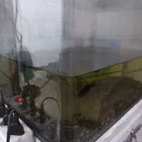 اکواریوم|ماهی|خرمشهر, |دیوار