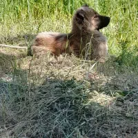 سگ بژدر