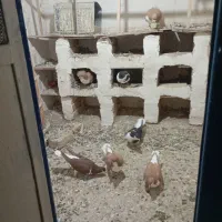 تعدادی کبوتر رنگی