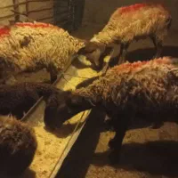 میش بره دار و بی بره
