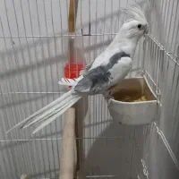 دوکت البینیو مهر|پرنده|شاهرود, |دیوار