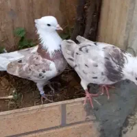 دو جفت کبوتر دهن جور
