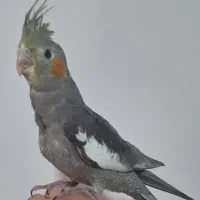 عروس هلندی، جوجه