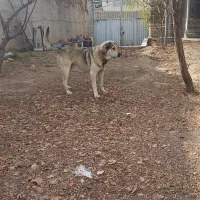 سگ عراقی|سگ|باسمنج, |دیوار