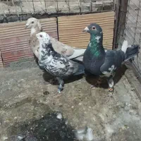 کبوتر پرنده