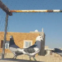 دسته کبوتر پلاکی نر|پرنده|پیر بکران, |دیوار