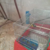 جوجه سهره|پرنده|سنندج, |دیوار