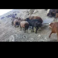 فروش گوسفند قوچ