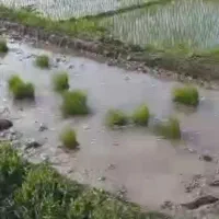 نشا دست مازندرانی
