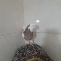 کبوتر|پرنده|رشت, یخسازی|دیوار