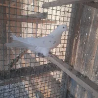 کفتر|پرنده|تهران, دبستان|دیوار