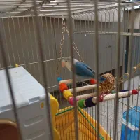 طوطی برزیلی