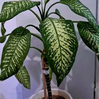 دیفن باخیا اندازه ۲متربرگ پهن