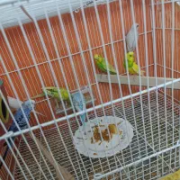 پرنده رنگ خاص مفت|پرنده|سبزوار, غرب نیروگاه|دیوار